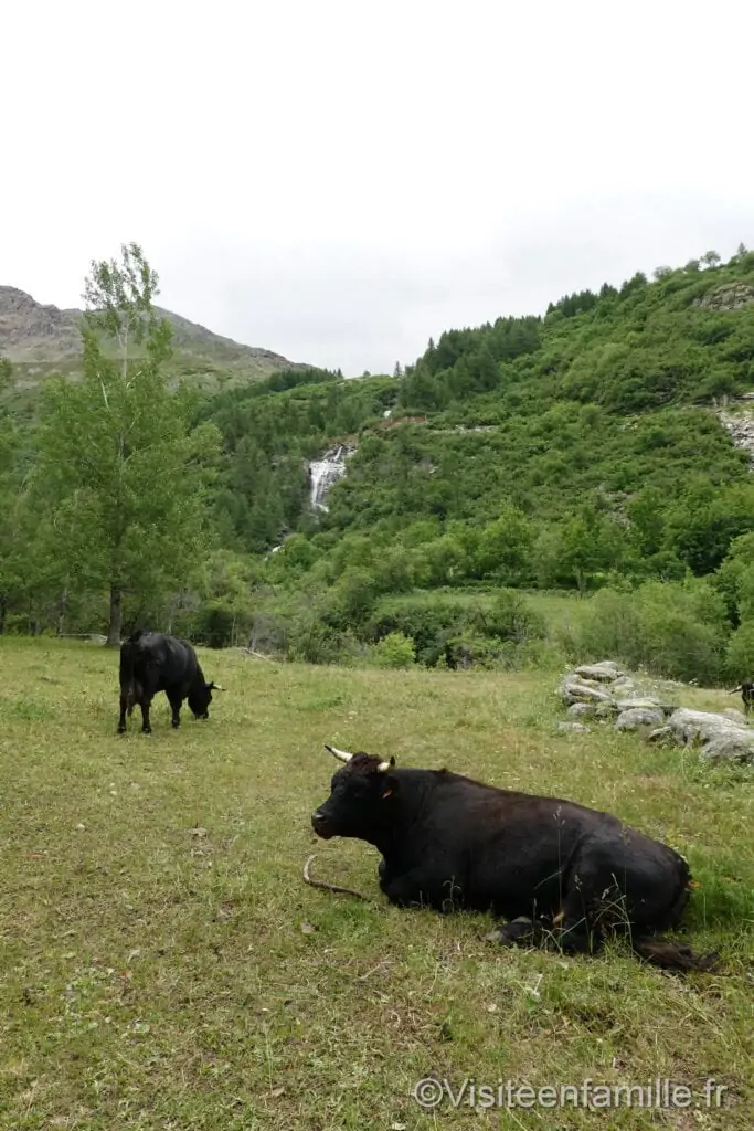 des vaches village de l’Ecot