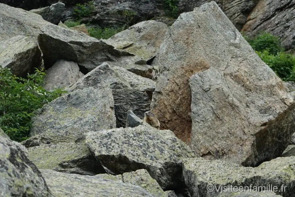 marmotte au village de l’Ecot