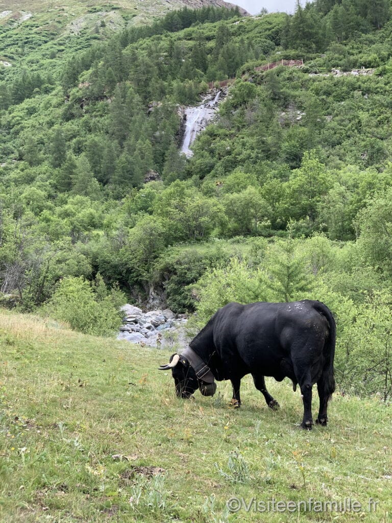 vache et cascade village de l’Ecot