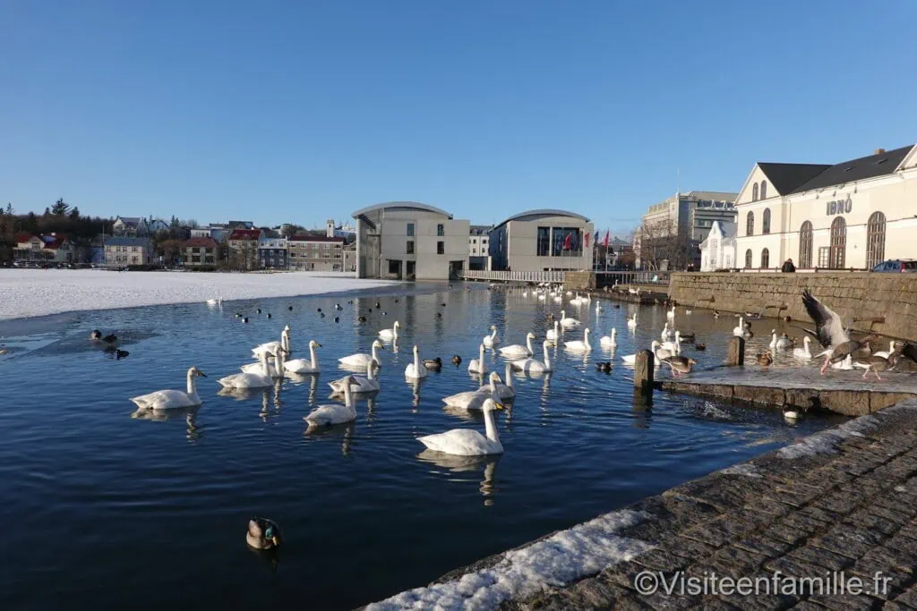 cygne Lac de Tjörnin