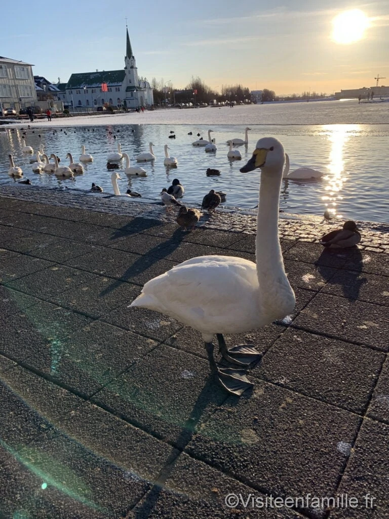 Lac Tjörnin de Reykjavik avec des cygnes